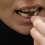 Entomofagia o consumo humano de insectos, ¿si o no?