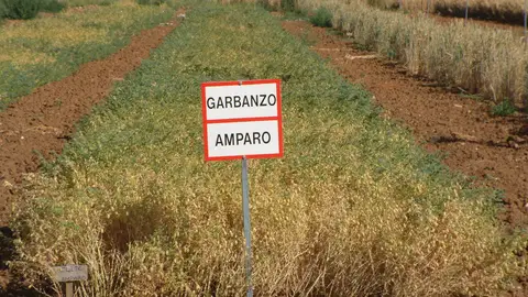 Madrid recupera el "garbanzo negro" (además de otras raras variedades)