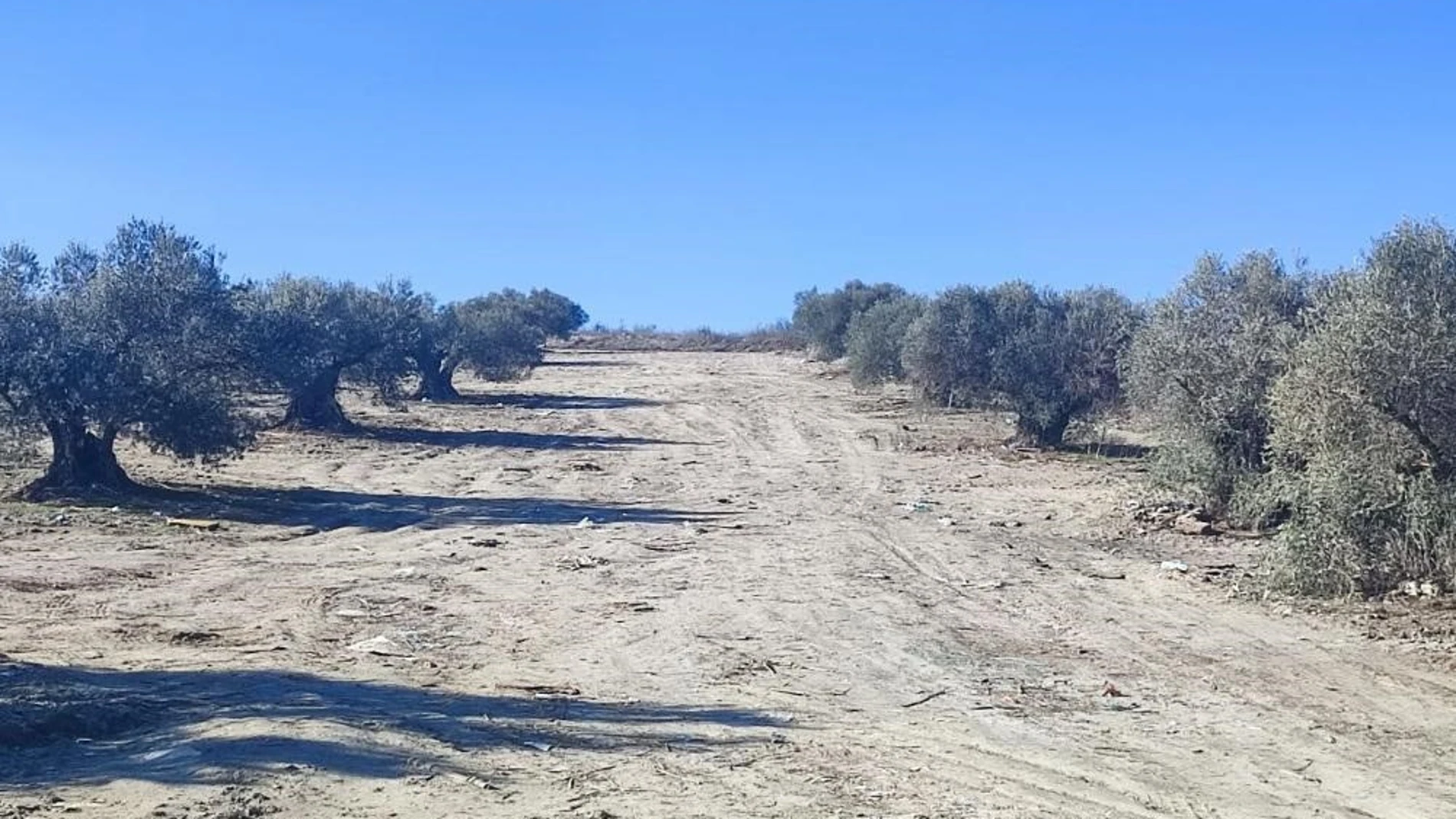 Olivar en Pinto REMITIDA / HANDOUT por AYUNTAMIENTO DE PINTO Fotografía remitida a medios de comunicación exclusivamente para ilustrar la noticia a la que hace referencia la imagen, y citando la procedencia de la imagen en la firma 11/02/2025