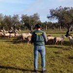 Sucesos.- Detenido un hombre por sustraer 264 ovejas de una finca donde estuvo trabajando en Cáceres