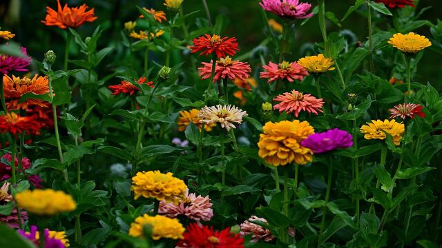 Estas son las mejores plantas de exterior que necesitan poca agua