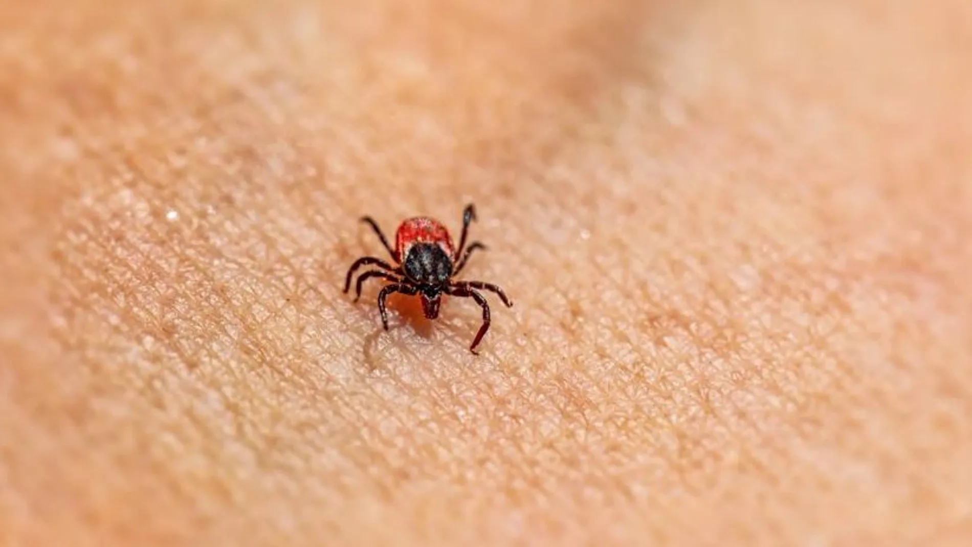Imagen de una garrapata