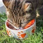 Fotografía de banco de imágenes sobre un gato comiendo