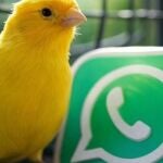 Qué es el ‘modo canario’ de WhatsApp y cómo activarlo en tu móvil.