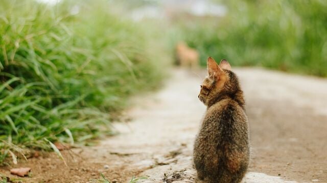 Gato en la calle