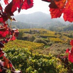 Galicia es una tierra propicia para el cultivo de vino blanco