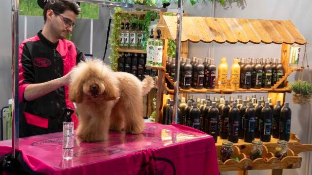 La Feria Internacional para el Profesional del Animal de Compañía se celebra en Ifema Madrid del 26 al 28 de febrero