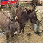 Las tropas rusas, obligadas a usar burros para transportar material al frente: "La orden es construirles un corral"