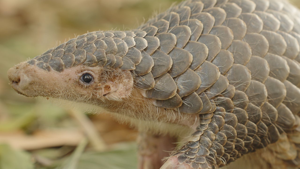Descifran el genoma del animal más traficado del planeta