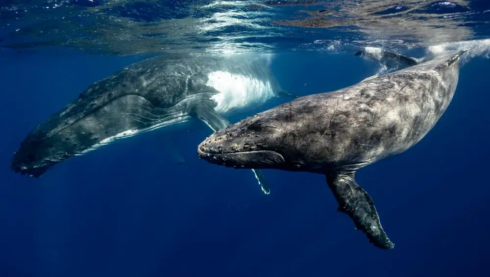 Esta es la razón por la que a esta ballena se le incluye la denominación 'jorobada'
