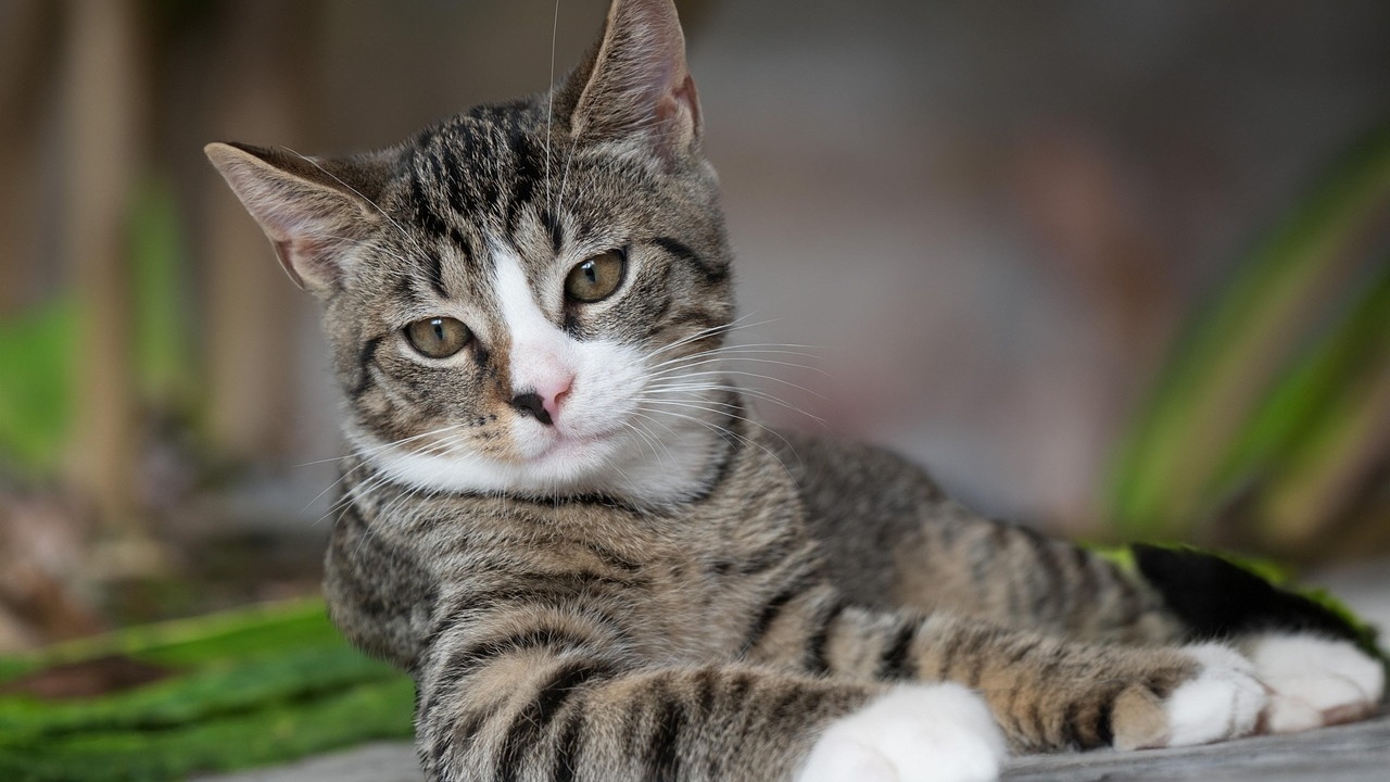¿Por qué tu gato tiene las patas blancas? El misterio detrás de los 'calcetines' resuelto