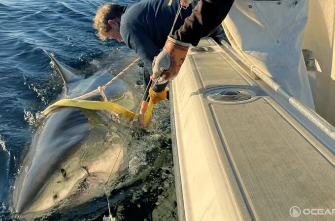 El equipo de Ocearch en pleno proceso de etiquetado de "Contender"