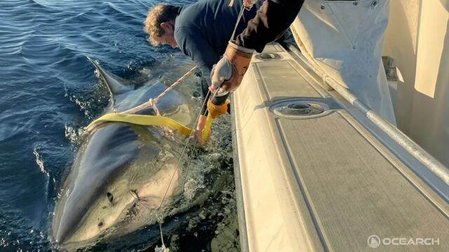 El equipo de Ocearch en pleno proceso de etiquetado de "Contender"