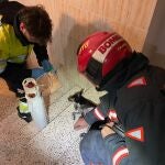 Los bomberos atienden a uno de los perros que ha sido rescatado con vida