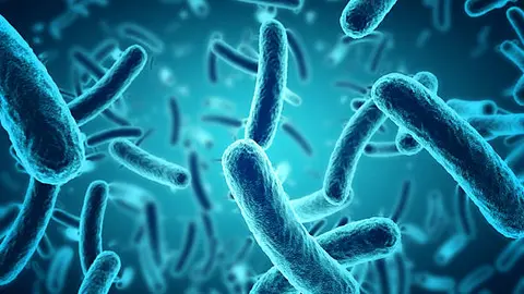 Bacterias