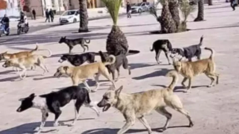 Perros callejeros en Marruecos