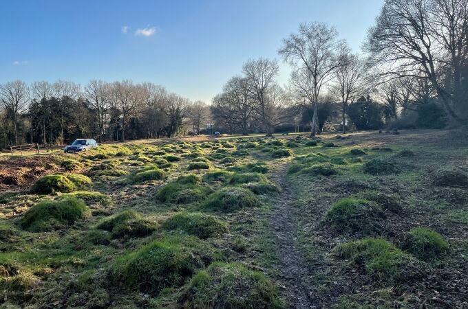 Montículos creados por hormigas de pradera amarilla, Hertfordshire, Reino Unido (Crédito de la imagen: Gemma Harvey)