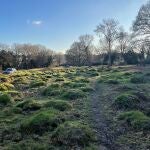 Montículos creados por hormigas de pradera amarilla, Hertfordshire, Reino Unido (Crédito de la imagen: Gemma Harvey)