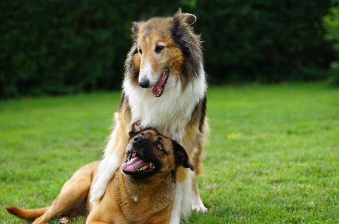 ¿Cuál es el mejor perro guardián? Las ocho mejores razas que protegen y dan seguridad