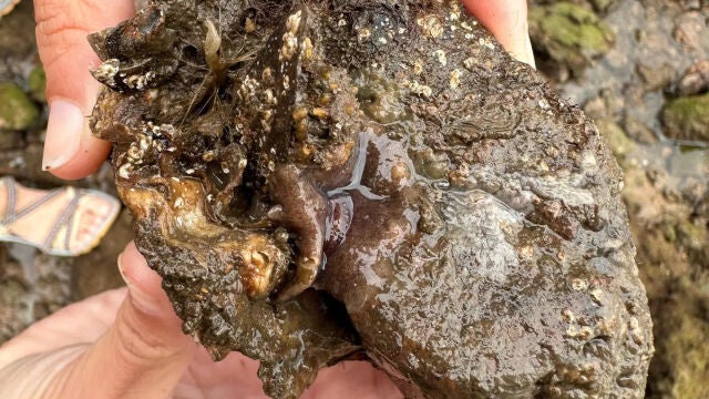 Alerta en Galicia por la detección de un gusano invasor que depreda mejillones y ostras