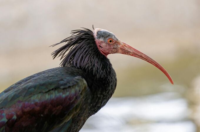 El pájaro más feo de España