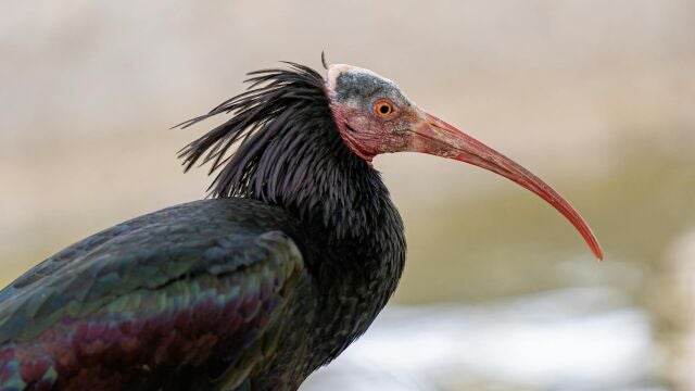 El pájaro más feo de España