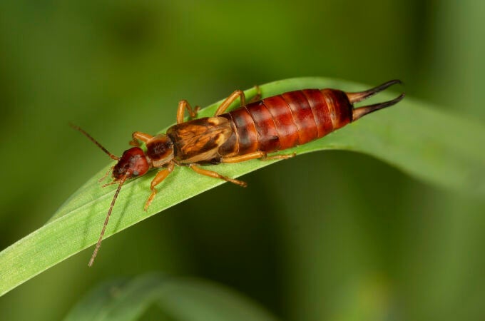 Mucho cuidado con el insecto tijereta: si lo encuentras en tu jardín significa esto