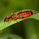 Mucho cuidado con el insecto tijereta: si lo encuentras en tu jardín significa esto