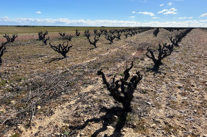 Imagen de viñedo IBERVITIS