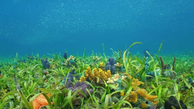 Pastos marinos, un tesoro bajo el mar 