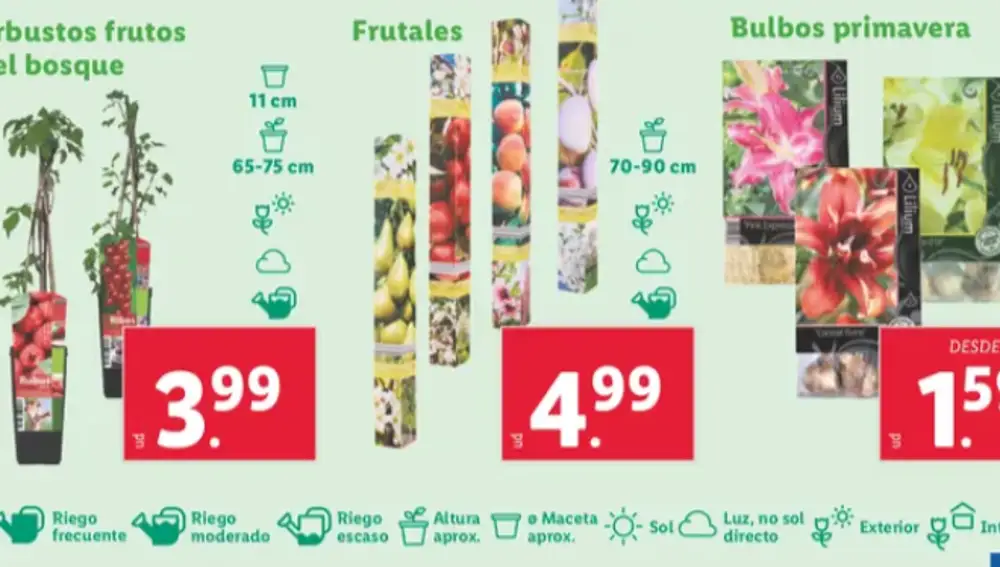Flores Lidl