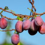 El árbol frutal ideal para tu jardín: da sombra, es bonito y es fácil de cuidar