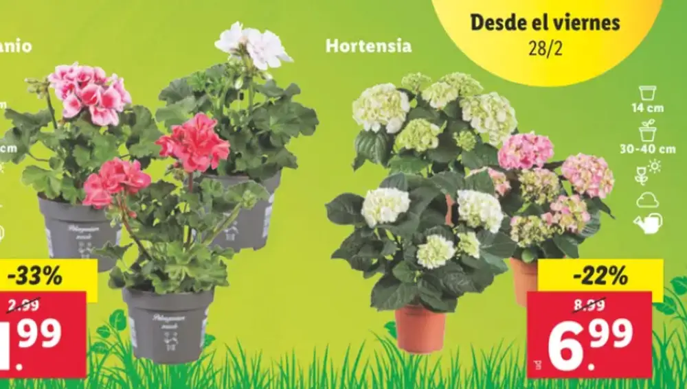 Flores Lidl