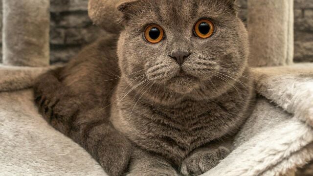 Gato con sobrepeso