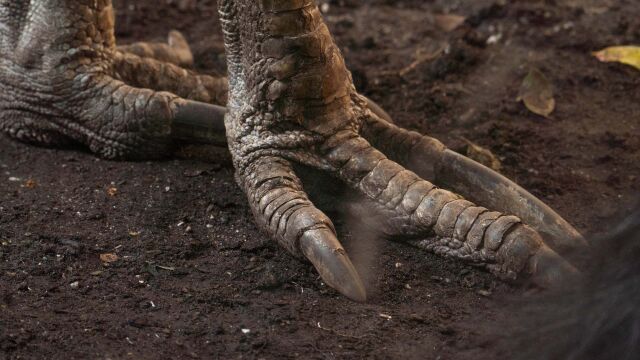 Ni serpientes ni cocodrilos: este es el único animales al que los australianos le tienen miedo