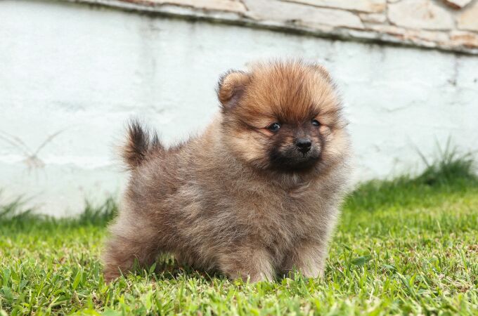 Cachorro de perro