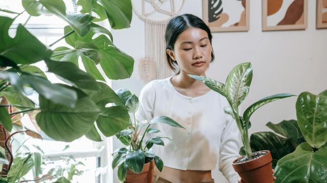 Las 10 plantas de interior que necesitan poca luz y son fáciles de cuidar: perfectas para gente despistada