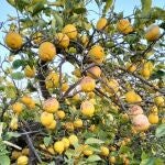 Imagen de los limones en el árbol, con signos de los daños que ha provocado el frío en el fruto