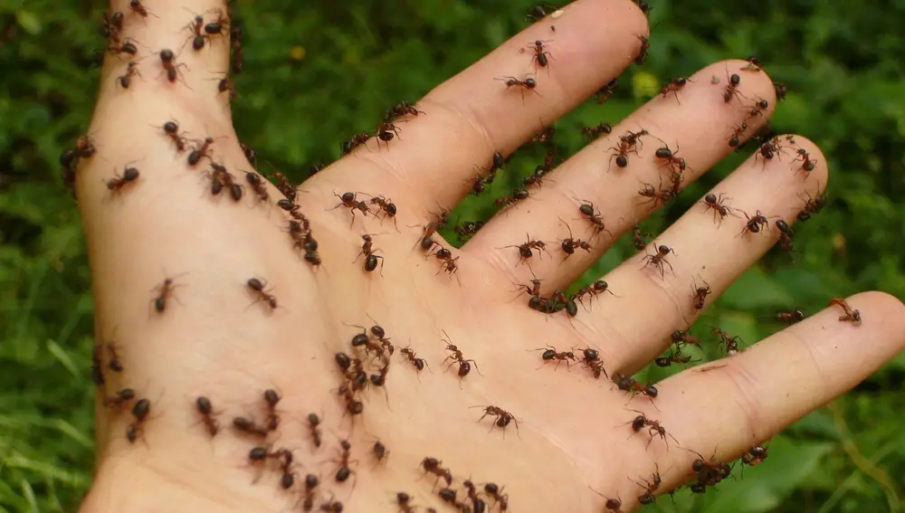 Mano llena de hormigas