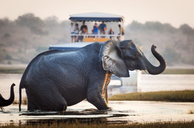 Safari turístico 