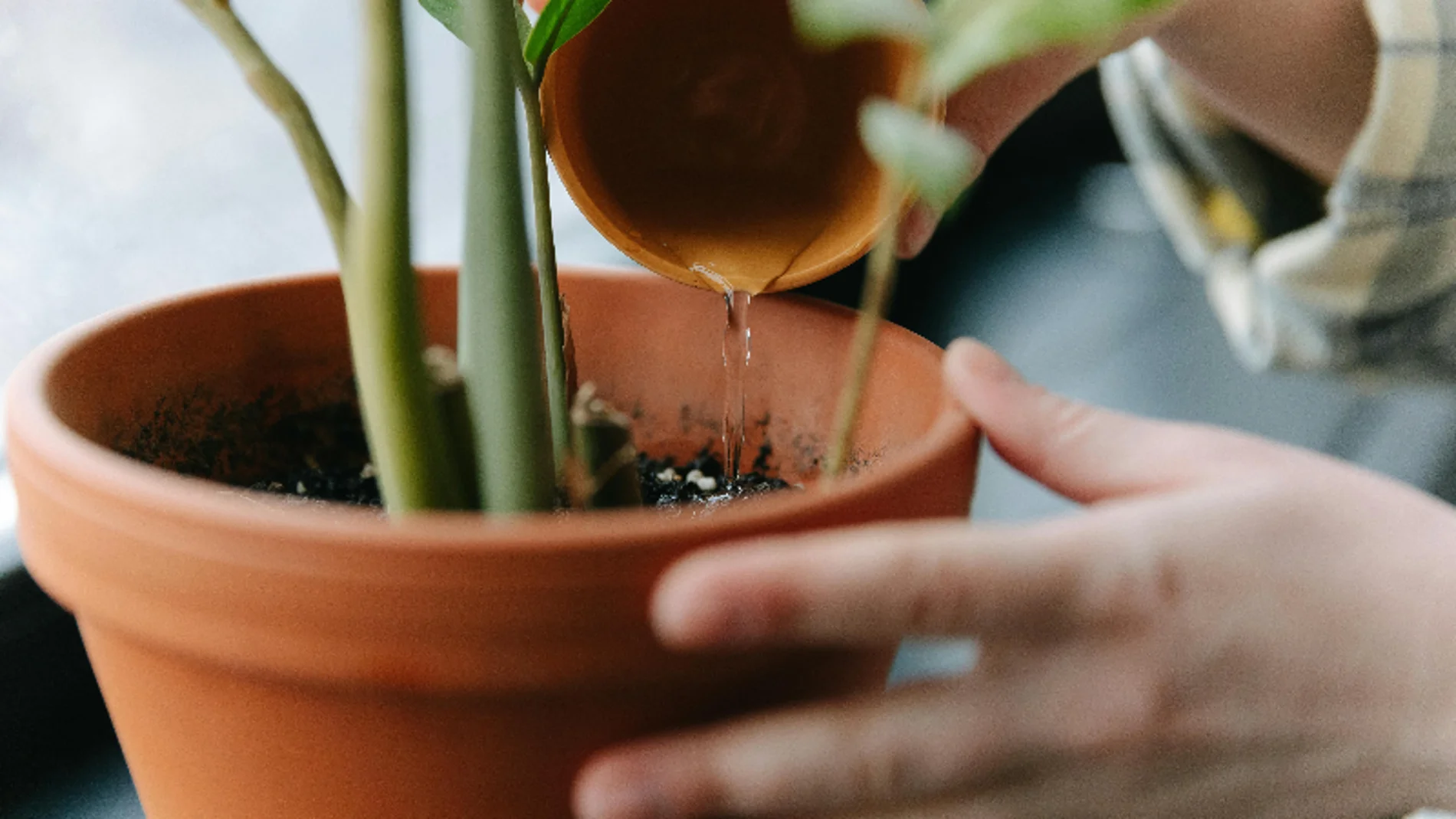 Fertilizante natural para nuestras plantas
