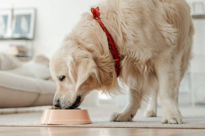 Un perro comiendo 