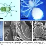 Descubren una nueva especie de araña endémica de la Cueva de Nerja en una investigación