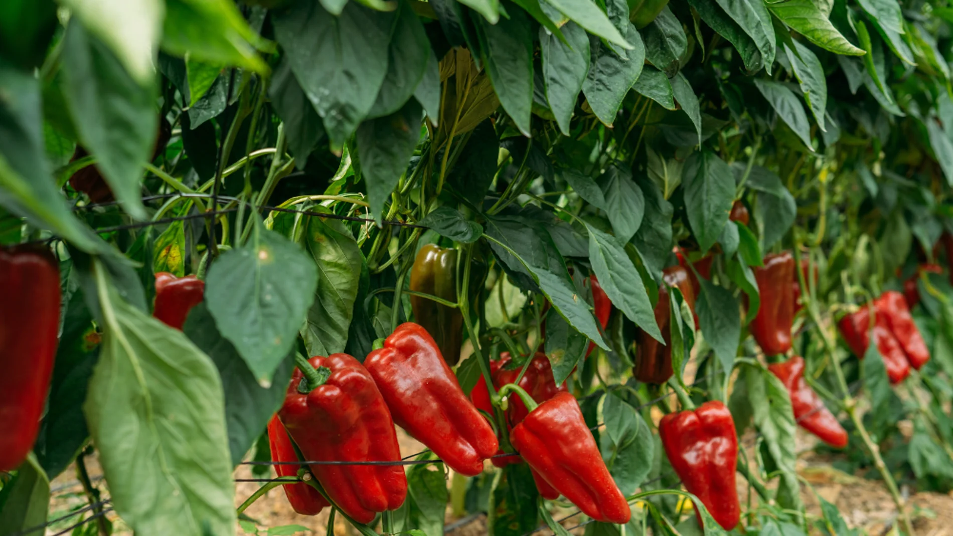 Pimientos sembrados