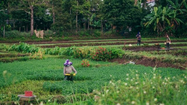 Las plantas que se deben sembrar en marzo para que sus frutos estén listo antes de verano