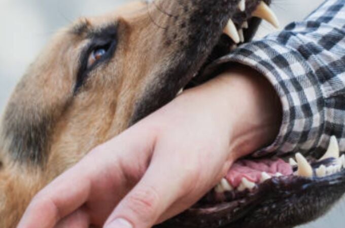 Las razas de perro que pueden morderte