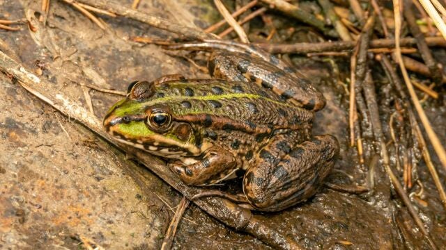 Rana en la naturaleza