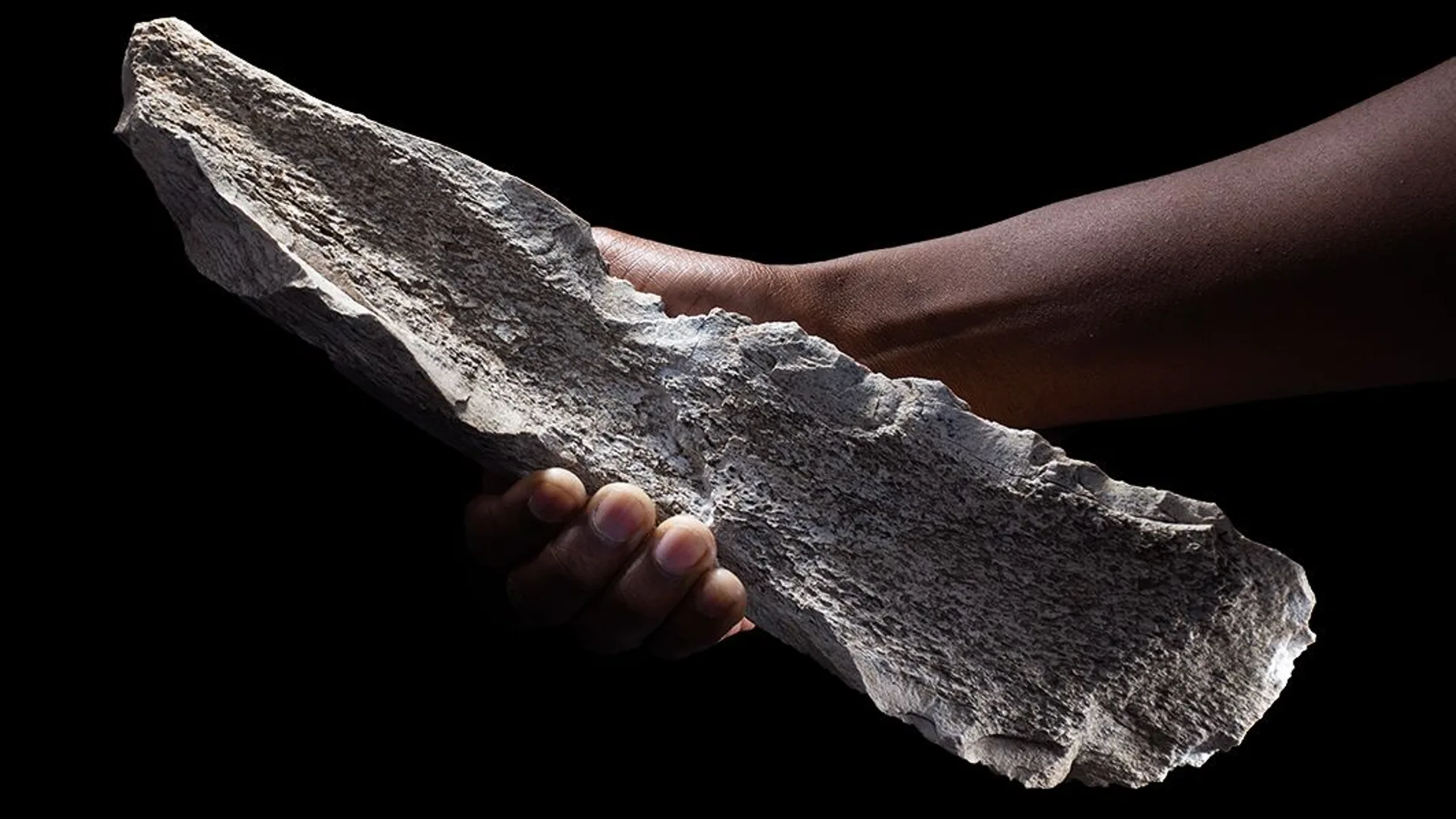 Herramienta de hueso tallada sobre un húmero de elefante de hace 1,5 millones de años.