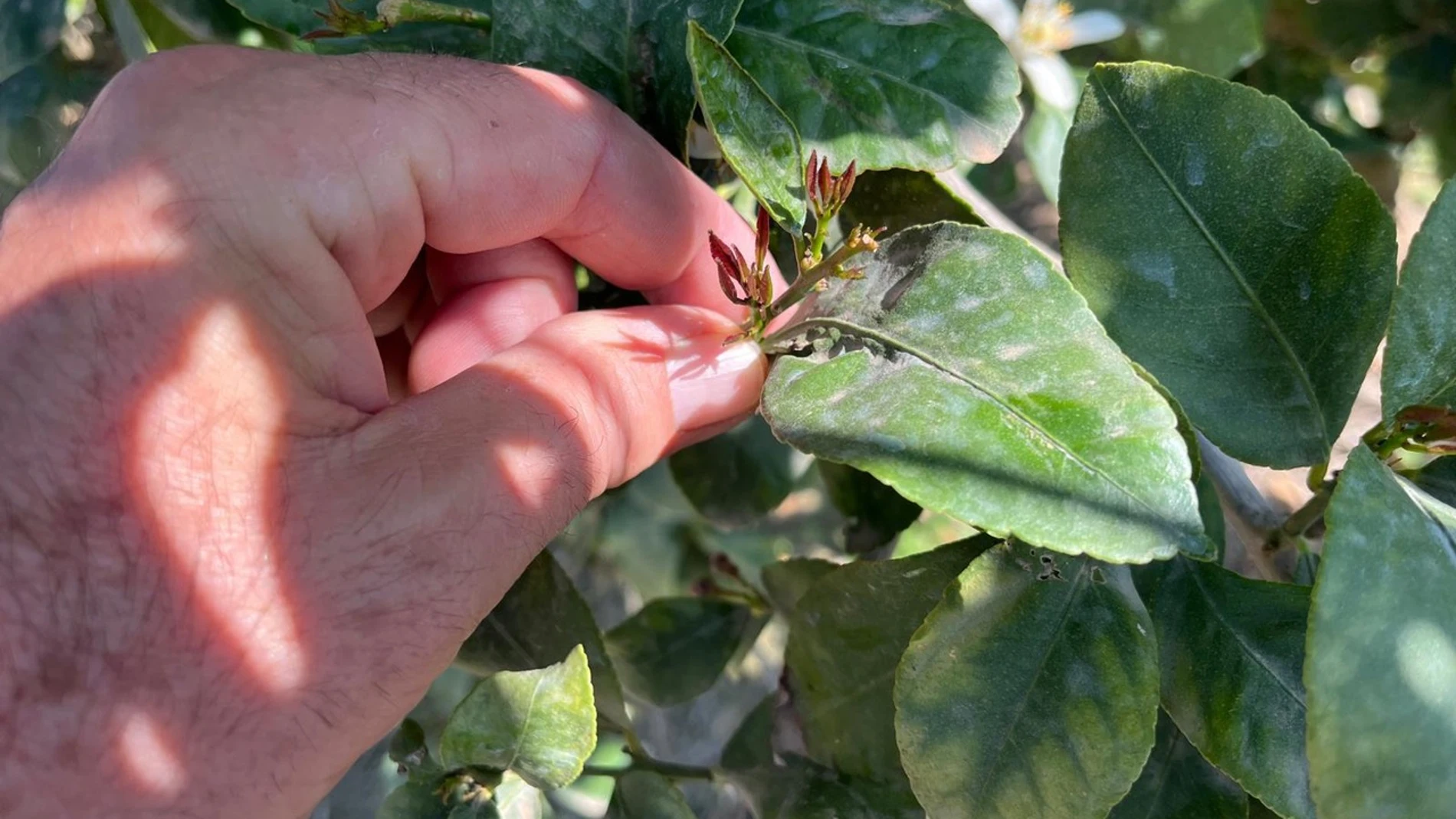 Imagen de una hoja afectada por las plagas