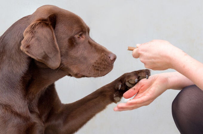 Los perros que portaban la variante genética más asociada con la obesidad, DENND1B, tenían aproximadamente un 8% más de grasa corporal que aquellos que no la tenían.